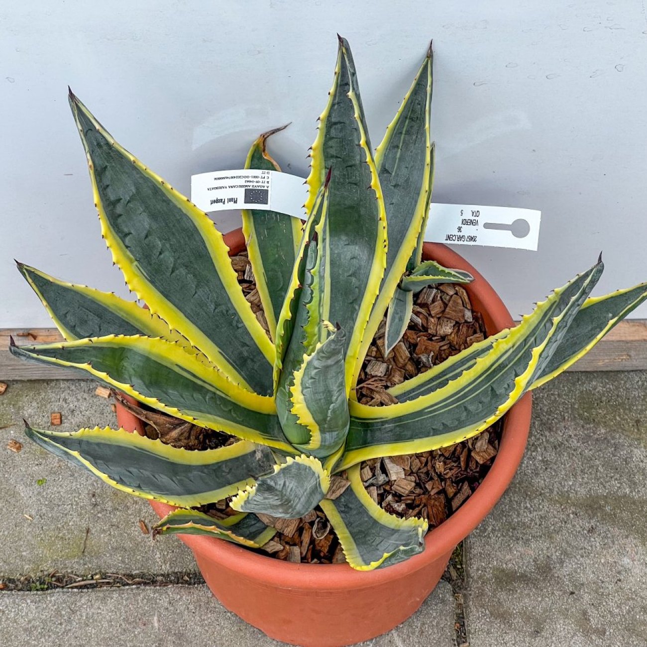 Obrázok Agáva americká (Agave americana) ´VARIEGATA´ - výška 15-20 cm, ⌀ ružice 20-30 cm, kont. C6L (-10°C)